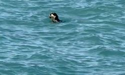 Sıcaktan bunalan köpekler denize girdi