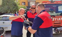 Sinop'ta çatıdaki ağlara takılan güvercini itfaiye kurtardı