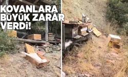 Sinop'ta kovanlara ayı saldırısı