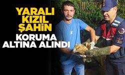 Sinop’ta yaralı kızıl şahin jandarmaya sığındı