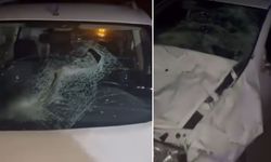 Sinop'ta yola çıkan hayvan sürüsü kazaya yol açtı