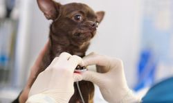 Kedi ve Köpeklerde Kalp Sağlığı: Bir Veteriner Kardiyolog Neden Önemlidir?