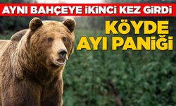 Aç kalan ayı bahçeye zarar verdi