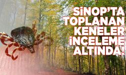 Sinop'ta toplanan keneler inceleme altında