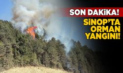 Sinop'ta orman yangını: Müdahale sürüyor