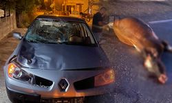 Otomobilin çarptığı inek telef oldu