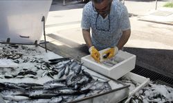 Sinop'ta sezonun ilk palamudu avlandı