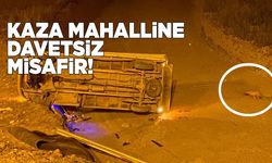 Kaza mahalline gelen tilki meraklı gözlerle etrafı inceledi
