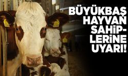 Sinop Valiliğinden büyükbaş hayvan sahiplerine uyarı