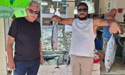 Sinop’ta 600 kasa torik avlandı