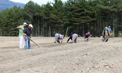 Safran soğanları toprakla buluşuyor