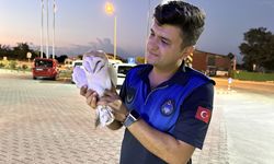 Sinop'ta yaralı bulunan peçeli baykuş koruma altına alındı