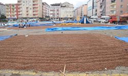 Üreticilerin fındık kurutma mesaisi