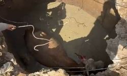 Çukura düşen ineğin imdadına ekipler yetişti