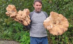 Ormanda bulunan dev mantarlar şaşırttı