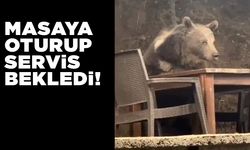 Lokantaya giren ayı masaya oturup servis bekledi