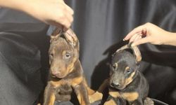 Doberman: Güçlü ve Sadık Koruyucu Dostumuz