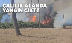 Sinop’ta çalılık alanda yangın paniği