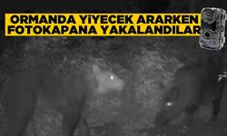 Ormanda yiyecek arayan ayı ve domuz fotokapana yansıdı