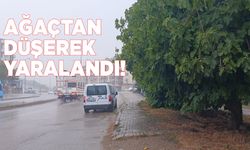 Sinop'ta ağaçtan düşen kadın yaralandı
