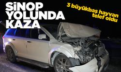 Yola çıkan hayvanlara otobüs ve cip çarptı