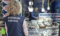 Sinop’ta balıkçılık denetimleri yapıldı