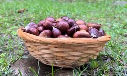 Kestane sezonu başladı, vatandaşlar ormana akın etti