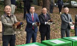 Kahverengi kokarcaya karşı doğaya 200 sülün salındı