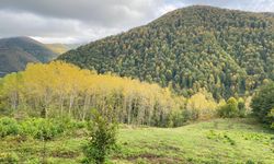 Sinop'ta şelalelerde sonbahar manzaraları