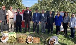 Vali Önder Bakan ve Milletvekili Haluk İpek ceviz hasadına katıldı