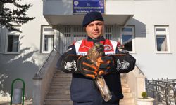 Yaralı kızıl şahin korumaya alındı