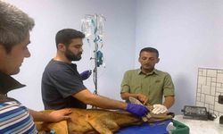 1200 hayvan tedavilerinin ardından doğaya salındı
