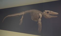 Denizlerin dinozoru hakkında konferans düzenlendi