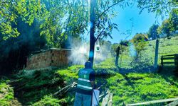 Kahverengi kokarca ile etkin mücadele devam ediyor