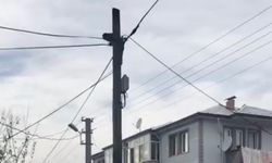 Köpeklerden kaçan kedi direkte mahsur kaldı