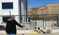 Samsun'da başıboş köpekler toplandı