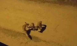 Tilkilerin sokaktaki oyunları kamerada
