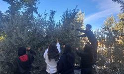 Zeytin hasadıyla üretim bilincini öğrendiler