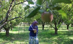 Zirai dondan etkilenen Amasya misket elmasında bu yıl hasat yok
