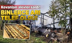 36 kovan arı yangında telef oldu