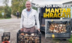 Sinop’ta toplanan mantar Avrupa'ya ihraç ediliyor