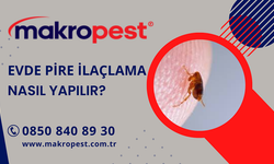 Evde Pire İlaçlama Nasıl Yapılır?
