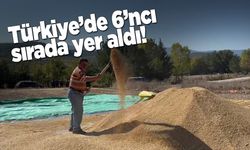 Sinop, çeltik üretiminde öne çıktı