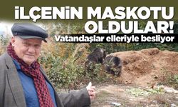 Annelerini kaybeden yavru ayılara vatandaş sahip çıktı