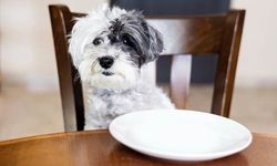 Yaşlı Köpekler İçin Köpek Konservelerinin Avantajları