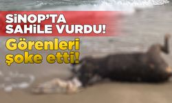 Sinop Mobil plajında şaşkınlık yaratan olay