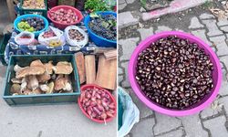 Kestane ve fesleğen mantarı satışa sunuldu