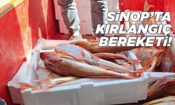 Sinop'ta kırlangıç bolluğu yaşanıyor