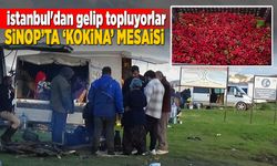 Sinop’ta Roman vatandaşların "kokina" mesaisi