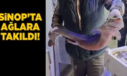Ağlara takılan canlı ekosistemde değişimin işareti